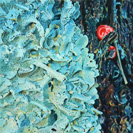 Lichen on Thornapple