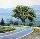 Starry Night with Elm